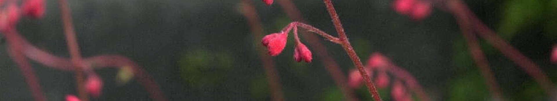 Heuchera x brizoides Red Spangles Purpurglöckchen Park der Gaerten