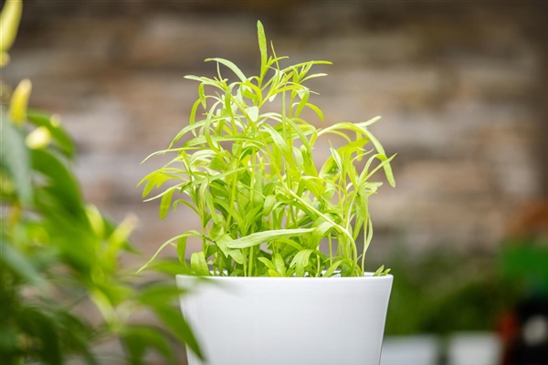 Artemisia Dracunculus Var Sativa Estragon Th Ringischer Estragon