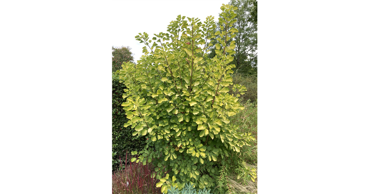 Cotinus Coggygria Golden Spirit Per Ckenstrauch Golden Spirit