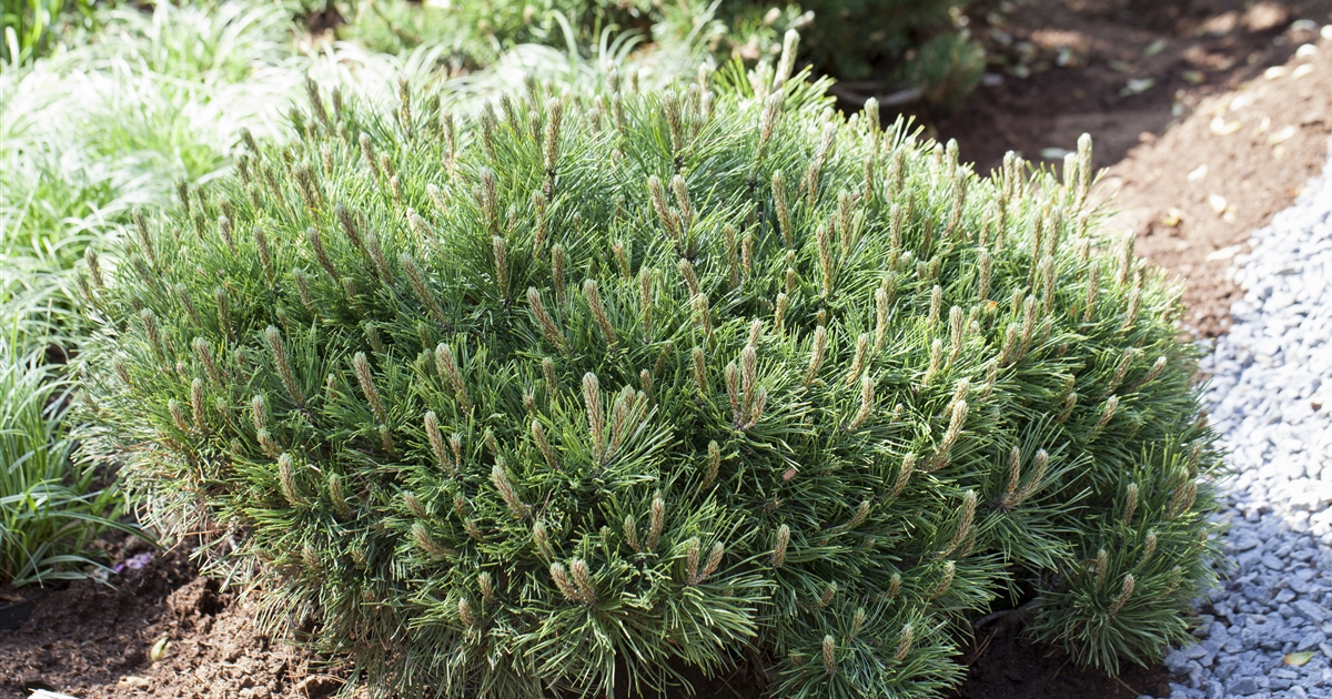 Pinus mugo ssp pumilio Krüppelkiefer Lebender Stein Park der Gaerten