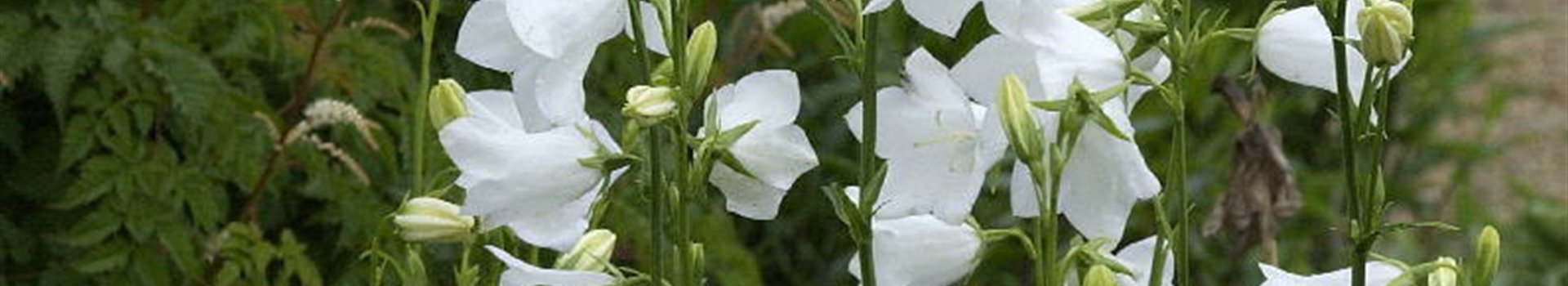 Campanula Persicifolia Grandiflora Alba Hohe Glockenblume Park Der