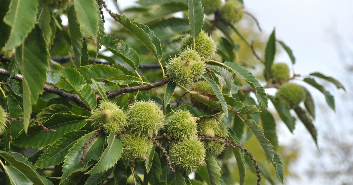 Castanea sativa, Esskastanie, Marone Baum des Jahres