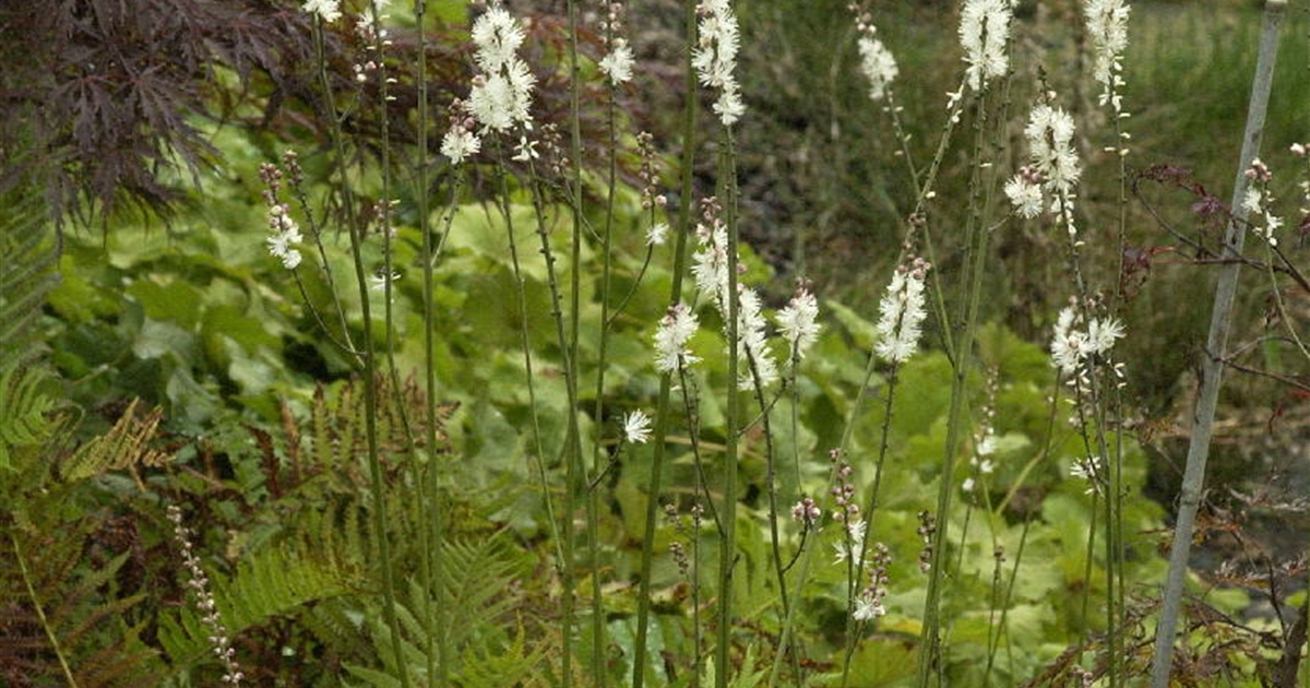 Cimicifuga japonica var. acerina Compacta, AugustSilberkerze Park