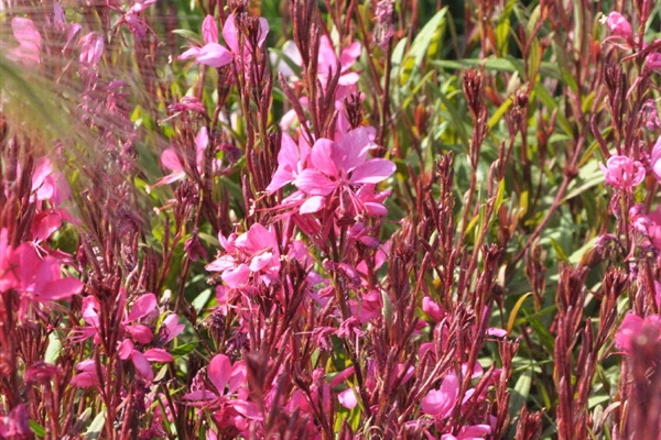 Gaura lindheimeri Gambit Rose, Präriekerze Park der Gaerten