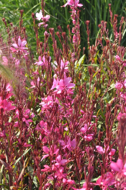 Gaura lindheimeri Gambit Rose, Präriekerze Park der Gaerten