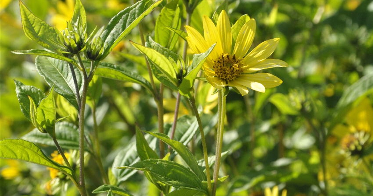 Helianthus microcephalus Lemon Queen, StaudenSonnenblume Park der