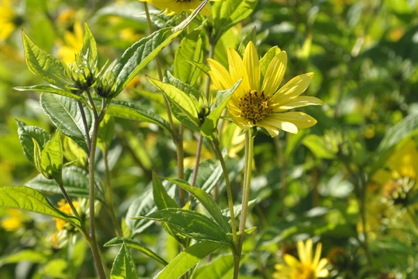 Helianthus microcephalus Lemon Queen, StaudenSonnenblume Park der
