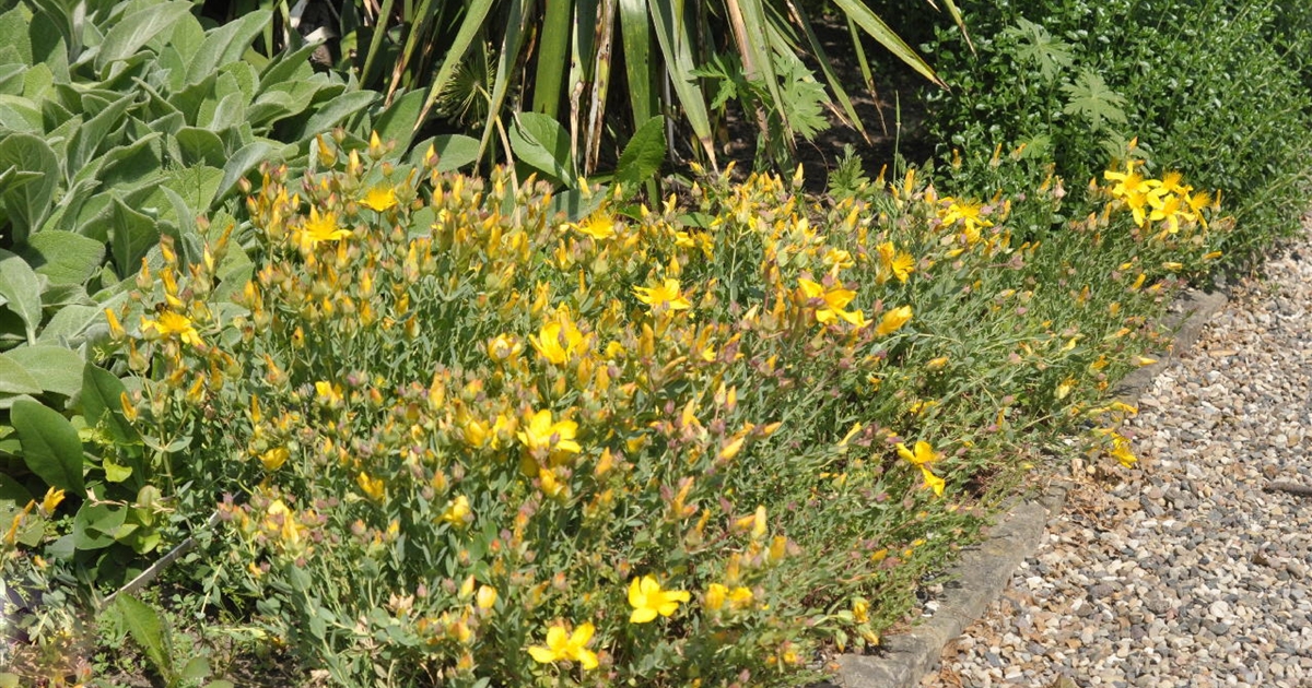 Hypericum polyphyllum Grandiflorum, Johanniskraut Park der Gaerten