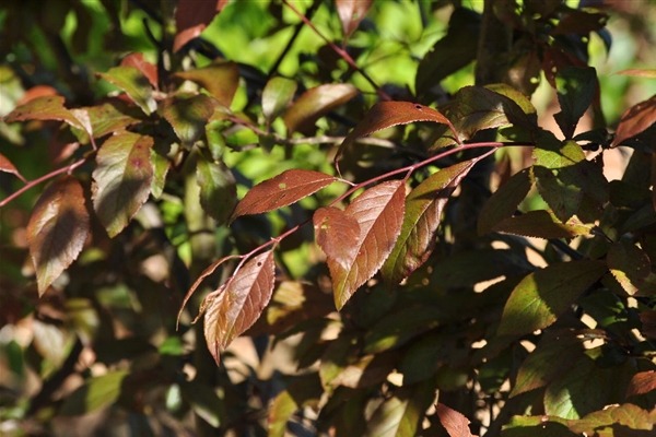 prunus-spinosa-purpurea-rote-schlehe-park-der-gaerten