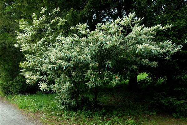 Prunus laurocerasus Otto Luyken, Kirschlorbeer, Lorbeerkirsche Park