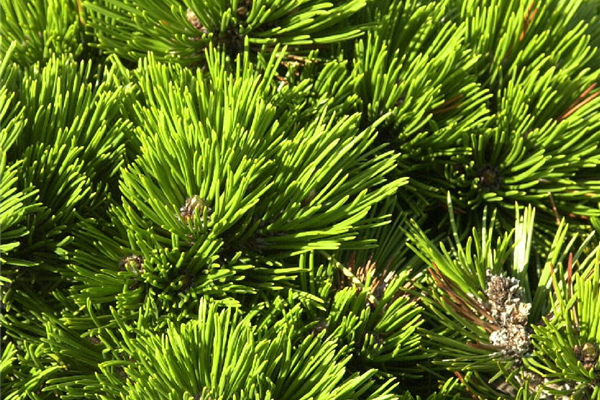 Pinus leucodermis Schmidtii Schlangenhautkiefer Schmidtii