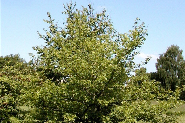 Liquidambar styraciflua Aurea, Gelber Amberbaum Park der Gaerten