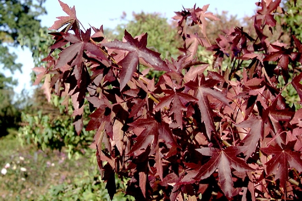Liquidambar styraciflua Aurea, Gelber Amberbaum Park der Gaerten