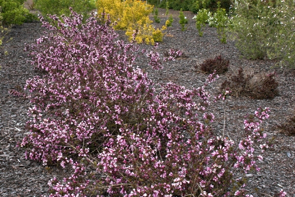 Weigela florida Purpurea, Weigelie Park der Gaerten