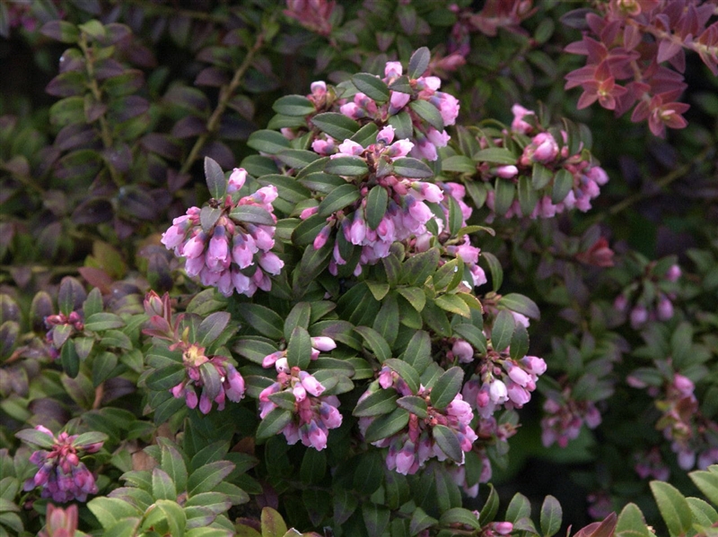 Vaccinium floribundum, Heidelbeere Park der Gaerten