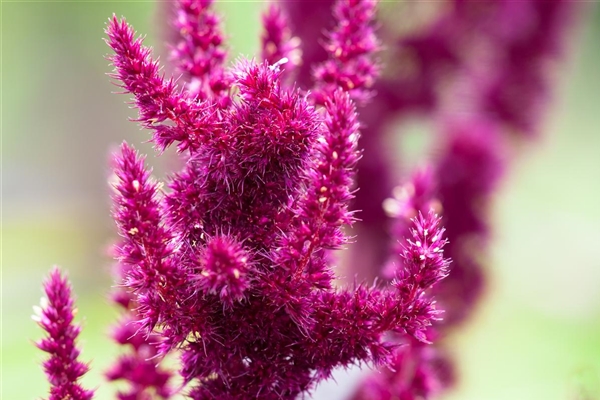 Amaranthus cruentus Oeschberg, GartenFuchsschwanz 'Oeschberg' Park