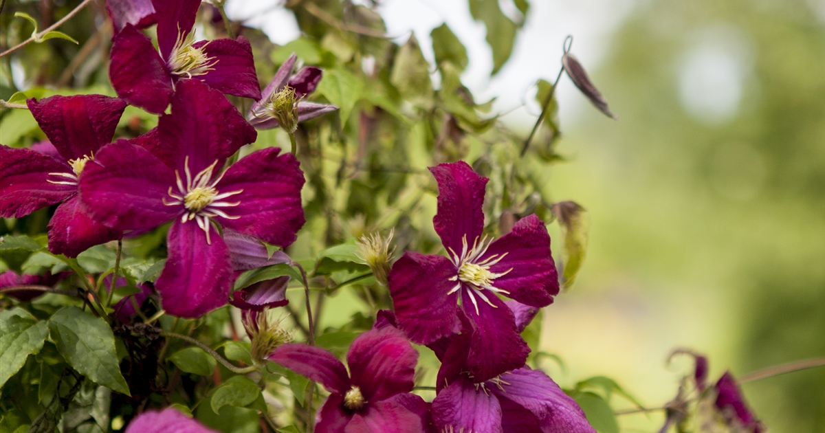 Clematis viticella Kermesina, Italienische Waldrebe Park der Gaerten