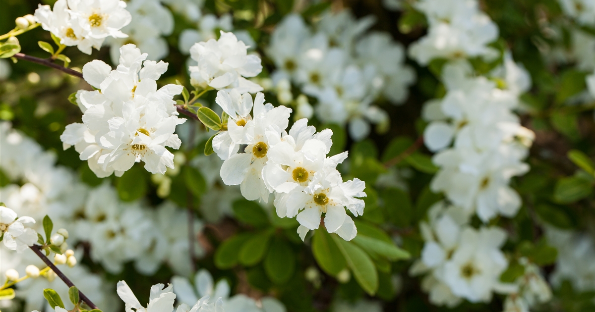 Exochorda x macrantha The Bride, Kleine Prunkspiere 'The Bride' Park