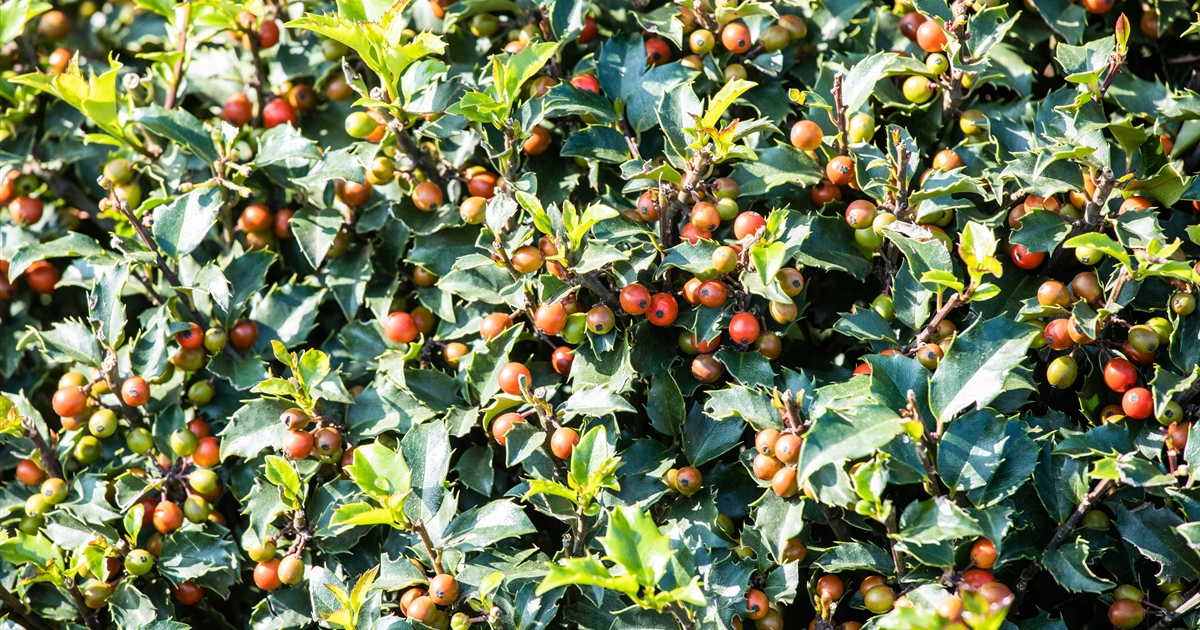 Ilex x meserveae Winterglanz, Stechpalme 'Winterglanz'® - Park der Gaerten