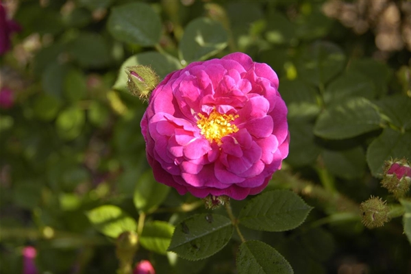 Rosa Muscosa, Moosrose 'Muscosa Rubra', Historische Rose - Park der Gaerten