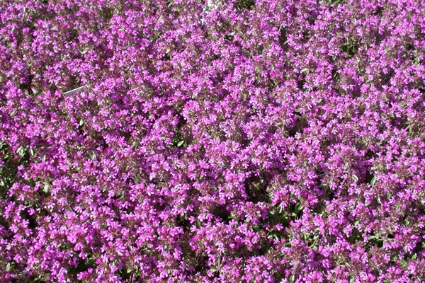 Thymus serphyllum Creeping Red, GartenThymian, Kriechender Thymian