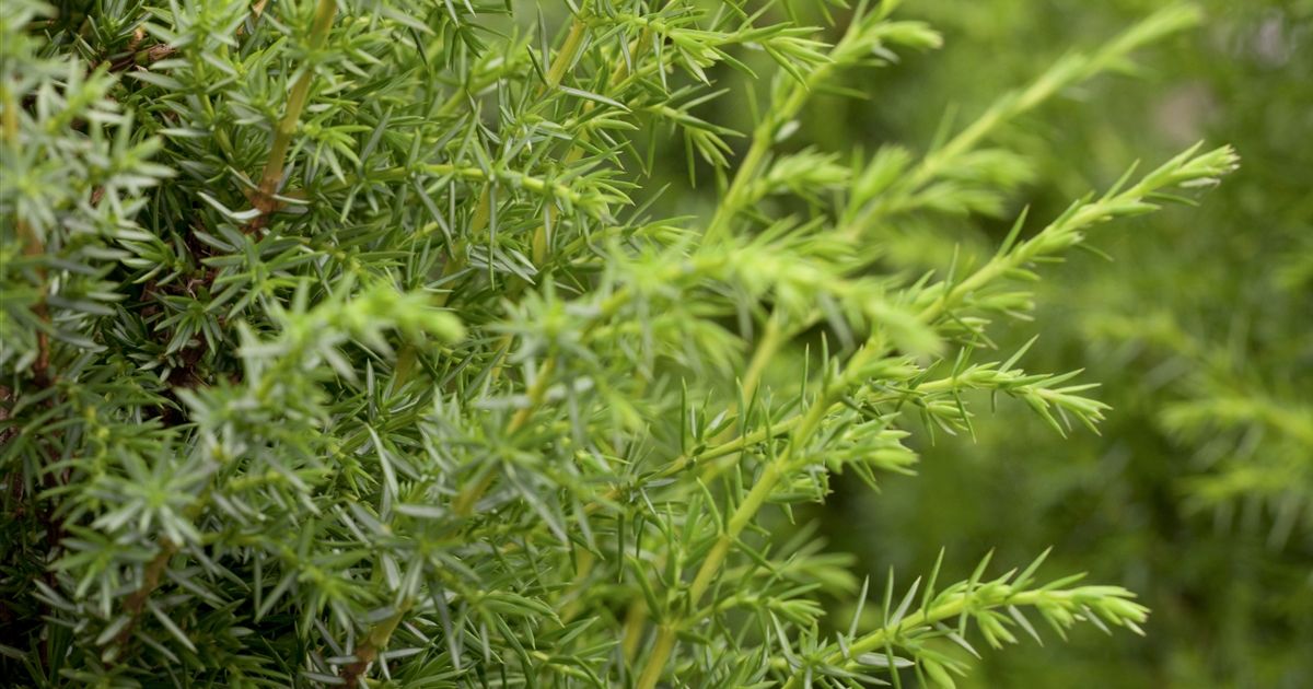 Juniperus Communis Green Mantle, Gemeiner Wacholder - Park Der Gaerten