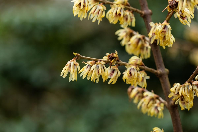Chimonanthus luteus, Winterblüte Park der Gaerten