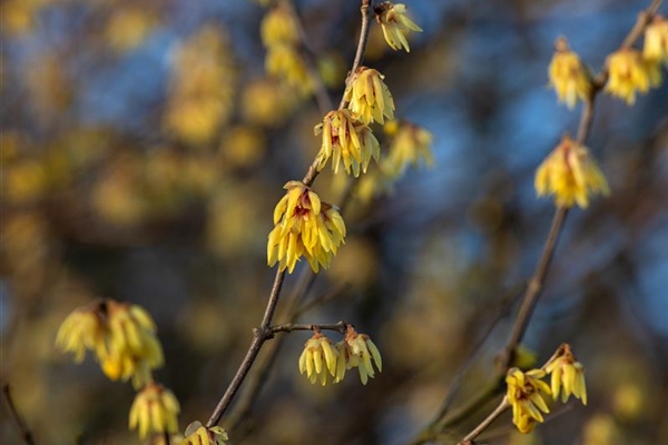 Chimonanthus luteus, Winterblüte Park der Gaerten
