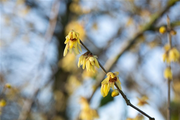 Chimonanthus luteus, Winterblüte Park der Gaerten