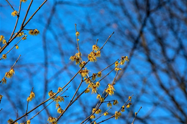 Chimonanthus luteus, Winterblüte Park der Gaerten