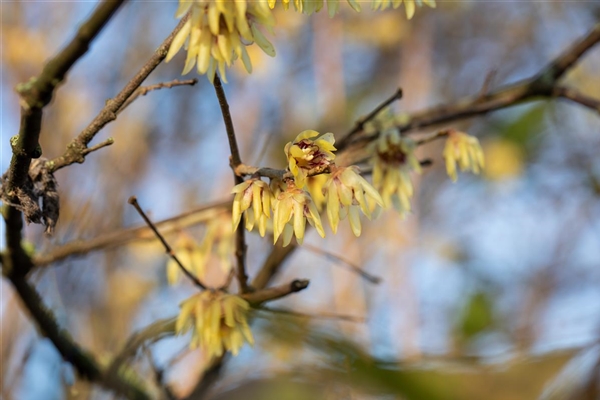 Chimonanthus luteus, Winterblüte Park der Gaerten