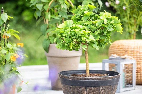 Ginkgo biloba Robbie's Twist, Fächerblattbaum Park der Gaerten