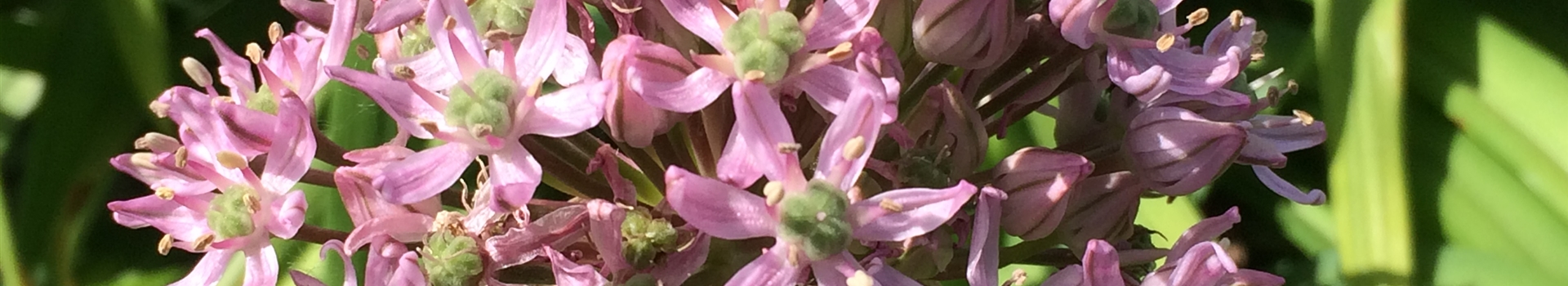 Allium Nigrum 'Pink Jewel', Zierlauch - Park Der Gaerten