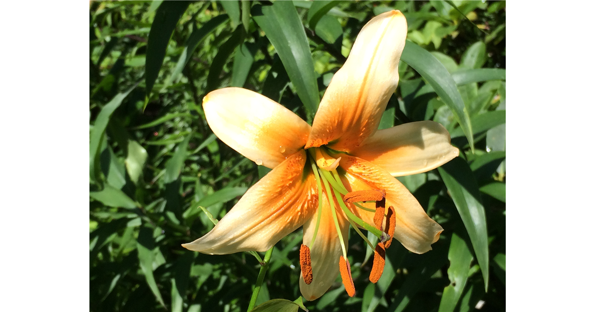 Lilium Lady Alice, Lilie Park der Gaerten