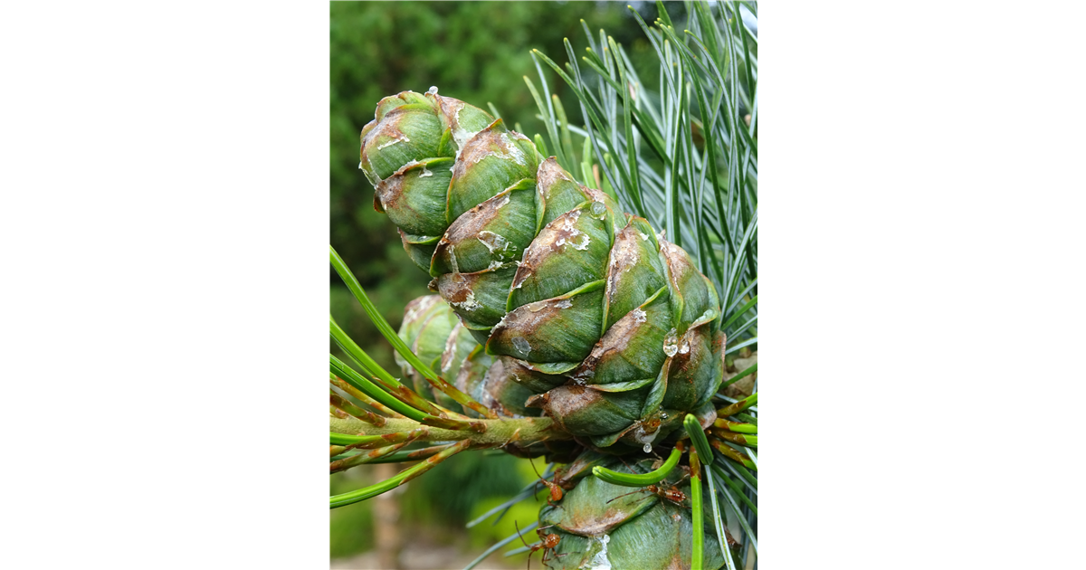 Pinus parviflora &amp;#39;Blauer Engel&amp;#39;, Mädchenkiefer &amp;#39;Blauer Engel&amp;#39; - Park ...