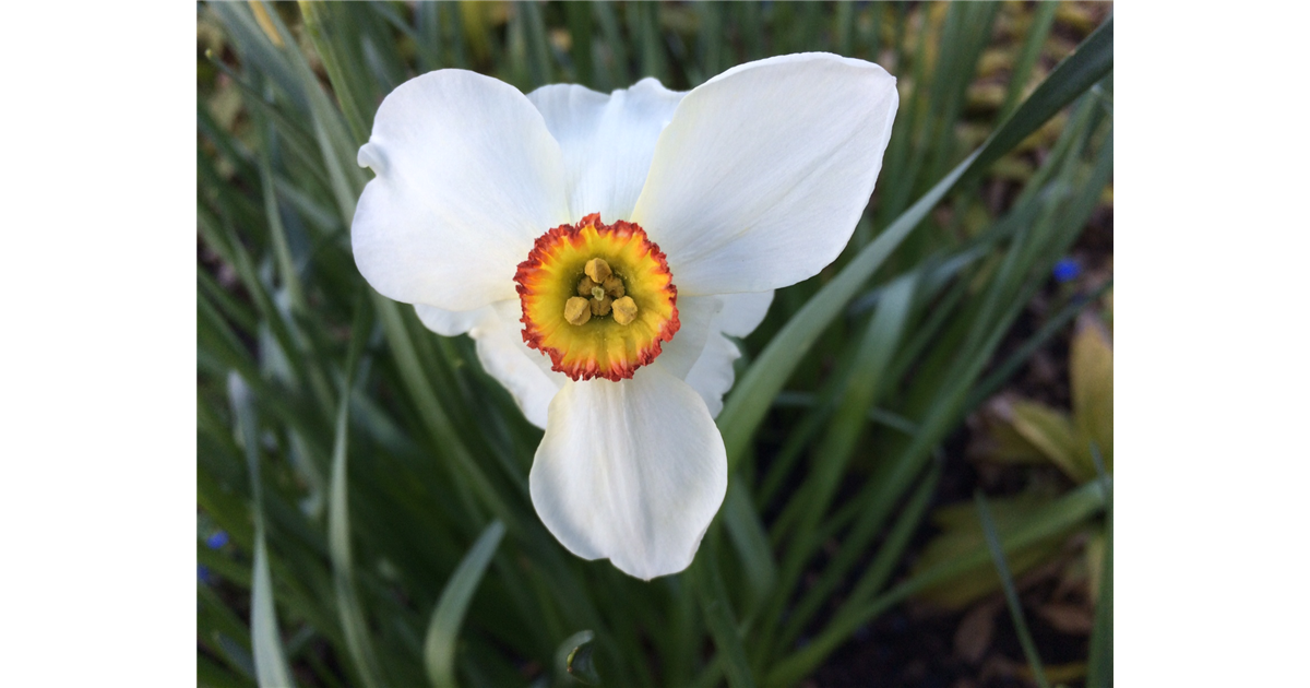 Narcissus poeticus Actaea, GartenDichterNarzisse 'Actaea