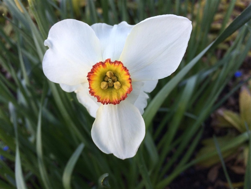 Narcissus poeticus Actaea, GartenDichterNarzisse 'Actaea