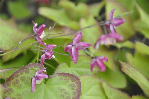 Epimedium x rubrum Galadriel, Elfenblume Park der Gaerten