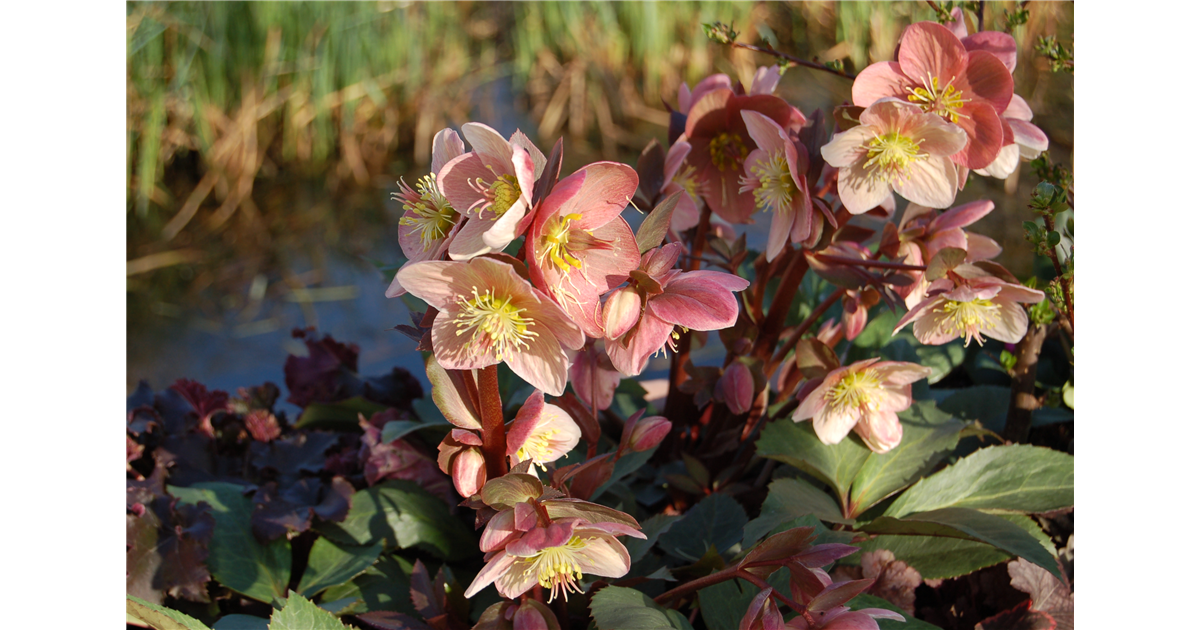 Helleborus Hybride HGC Pink Frost, FrühlingsSchneerose 'HGC Pink Frost