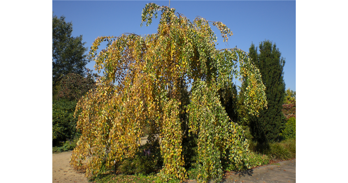 57+ Hänge Amberbaum Pendula, Dieses gehölz ist gut