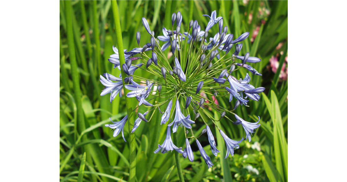 Agapanthus Bressingham Blue, GartenSchmucklilie 'Bressingham Blue