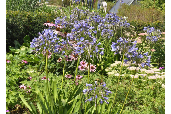 Agapanthus Sunfield, GartenSchmucklilie Park der Gaerten