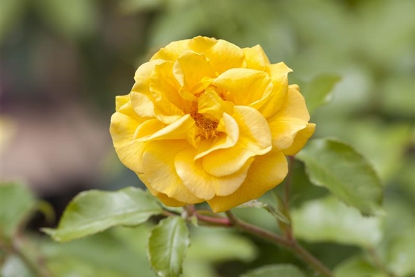 Strauchrose Ulmer Münster - Kordes-Rose Blutrot Duftend Winterhart