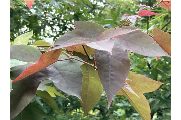 Liquidambar formosana Ellen, Amberbaum Park der Gaerten