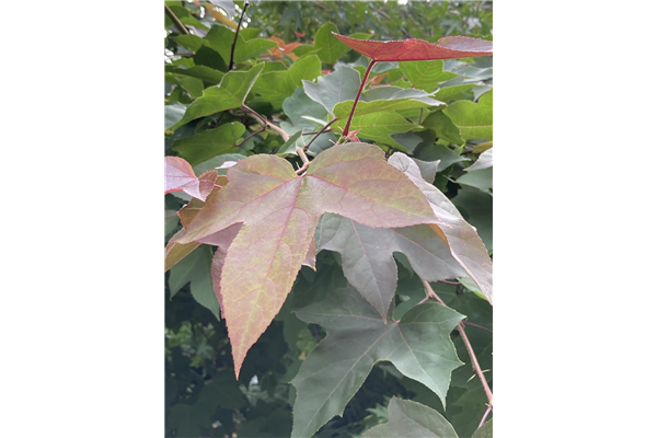 Liquidambar formosana Ellen, Amberbaum Park der Gaerten
