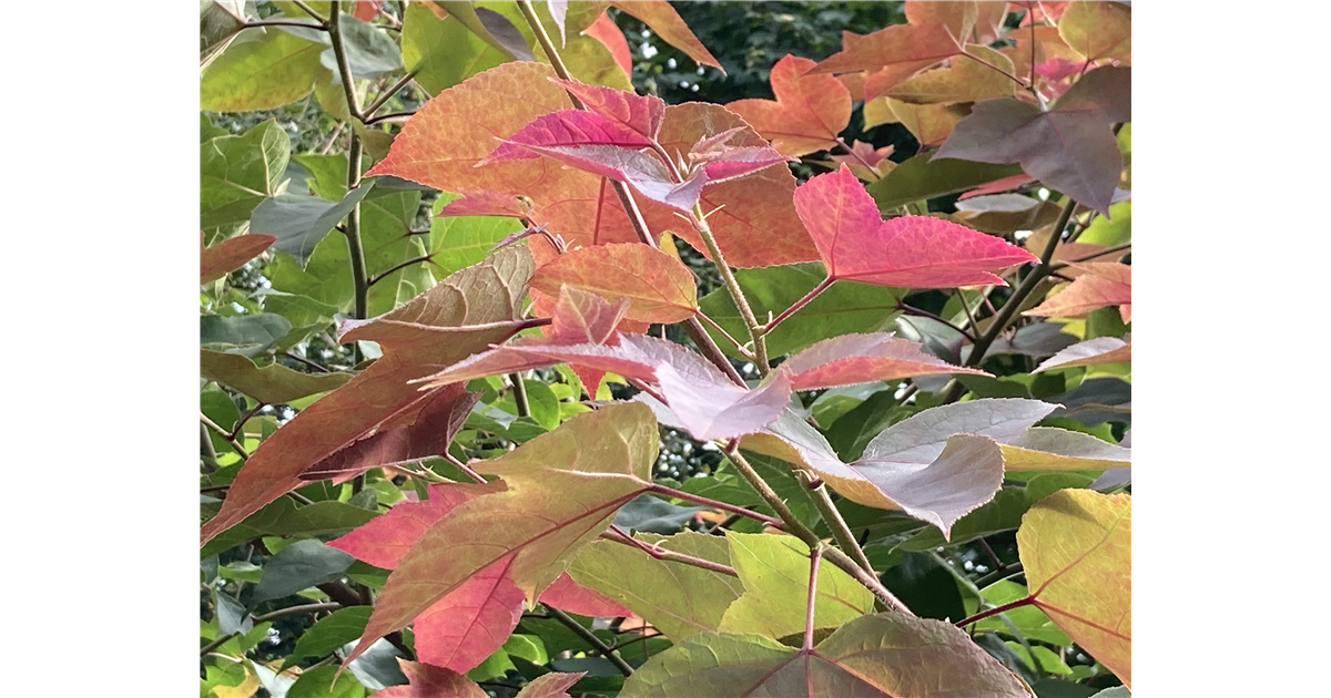 Liquidambar formosana Ellen, Amberbaum Park der Gaerten