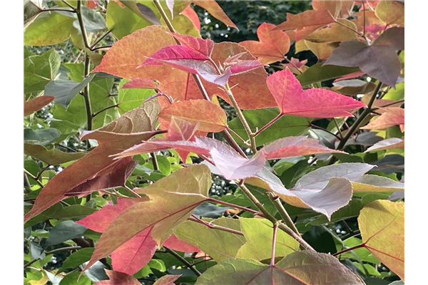 Liquidambar formosana Ellen, Amberbaum Park der Gaerten