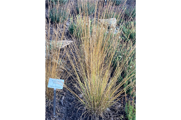 Molinia caerulea 'Heidezwerg', Kleines GartenPfeifengras 'Heidezwerg