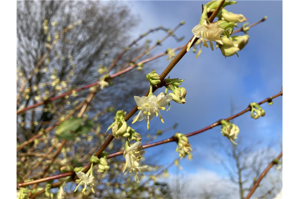 Lonicera purpusii, Winter-Heckenkirsche - Park der Gaerten