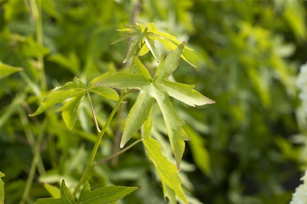 Liquidambar styraciflua 'Worplesdon', Amberbaum 'Worplesdon' Park der